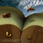 June Beetle Life Cycle_Photoshop_Illustration_JobyMiller