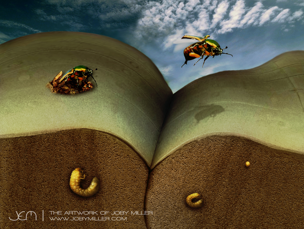 June Beetle Life Cycle_Photoshop_Illustration_JobyMiller